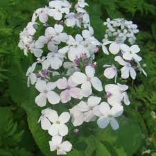 Attēlu rezultāti vaicājumam “Lunaria rediviva fruit”