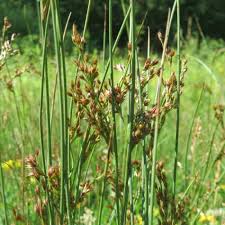 Attēlu rezultāti vaicājumam “Juncus inflexus bud”