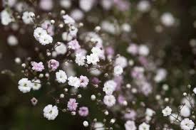 Attēlu rezultāti vaicājumam “Gypsophila paniculata flower”