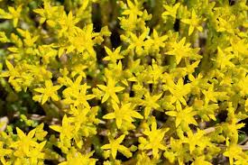 Attēlu rezultāti vaicājumam “Sedum sexangulare flower”