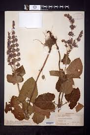 Attēlu rezultāti vaicājumam “Salvia verticillata”