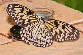 Image result for Papilionoidea