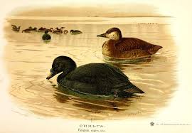 Attēlu rezultāti vaicājumam “Melanitta nigra”