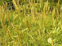 Attēlu rezultāti vaicājumam “Hordelymus europaeus”