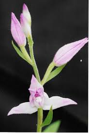 Attēlu rezultāti vaicājumam “Cephalanthera rubra bud”