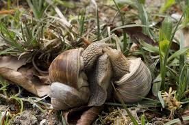 Attēlu rezultāti vaicājumam “Helix pomatia”