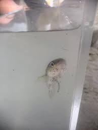 Image result for Microgadus tomcod