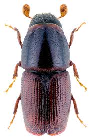 Attēlu rezultāti vaicājumam “Scolytus scolytus, Scolytus multistriatus”