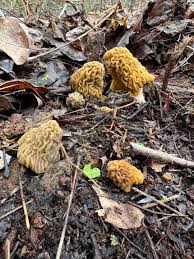 Attēlu rezultāti vaicājumam “Verpa bohemica”