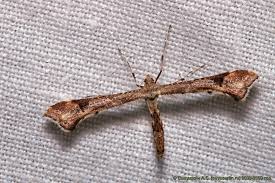 Attēlu rezultāti vaicājumam “Platyptilia tesseradactyla”