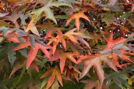 Attēlu rezultāti vaicājumam “Platanus x hispanica (syn. Platanus x acerifolia) leaf”