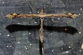 Attēlu rezultāti vaicājumam “Platyptilia gonodactyla”