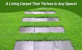 Attēlu rezultāti vaicājumam “Herniaria glabra leaf”