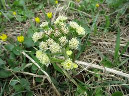 Attēlu rezultāti vaicājumam “Petasites spurius”