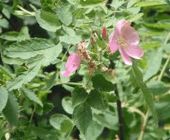 Attēlu rezultāti vaicājumam “Rosa villosa fruit”