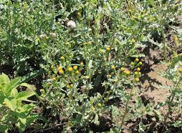 Attēlu rezultāti vaicājumam “Senecio vulgaris leaf”