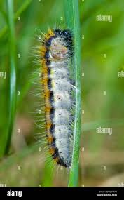 Attēlu rezultāti vaicājumam “Aporia crataegi larva”