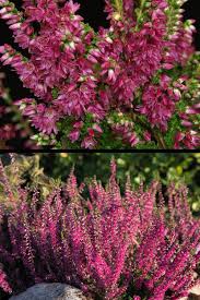 Attēlu rezultāti vaicājumam “Calluna vulgaris fruit”