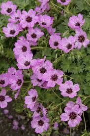 Image result for Geranium `Sandrine`