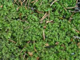 Attēlu rezultāti vaicājumam “Harpanthus flotovianus”