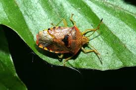 Attēlu rezultāti vaicājumam “Elasmucha grisea”