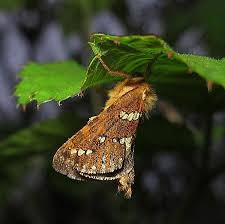 Attēlu rezultāti vaicājumam “Phymatopus hecta”
