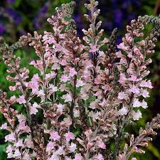 Image result for Linaria purpurea