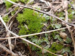 Attēlu rezultāti vaicājumam “Thamnobryum subserratum”