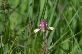 Attēlu rezultāti vaicājumam “Melampyrum cristatum flower”