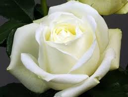 Image result for White Rose Polo Club