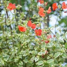 Image result for Alonsoa liniflora