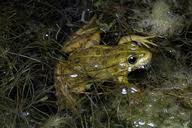 Attēlu rezultāti vaicājumam “Pelophylax adult”
