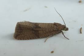 Attēlu rezultāti vaicājumam “Celypha striana”