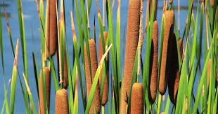 Image result for root-tail