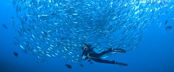 Image result for Scuba Skooling