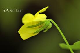 Attēlu rezultāti vaicājumam “Viola uliginosa bud”