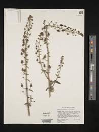 Image result for Alonsoa linearis