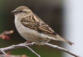 Image result for Passer domesticus