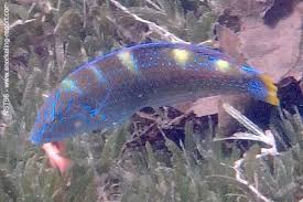 Image result for Halichoeres radiatus