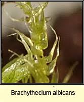 Attēlu rezultāti vaicājumam “Pleurocarpous mosses”