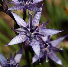 Attēlu rezultāti vaicājumam “Swertia perennis flower”