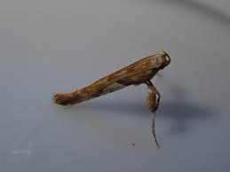 Attēlu rezultāti vaicājumam “Caloptilia hemidactylella”