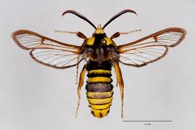 Attēlu rezultāti vaicājumam “Sesia apiformis”