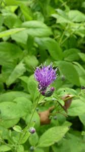 Attēlu rezultāti vaicājumam “Serratula tinctoria flower”