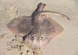 Image result for Rostroraja eglanteria