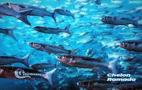 Image result for Chelon ramada