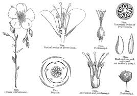 Attēlu rezultāti vaicājumam “Linaceae”