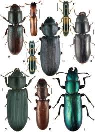 Attēlu rezultāti vaicājumam “Trogossitidae”