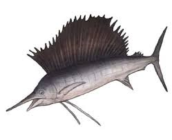 Image result for Istiophorus platypterus