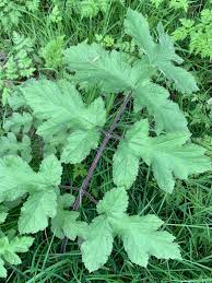 Attēlu rezultāti vaicājumam “Heracleum sphondylium subsp. sibiricum leaf”